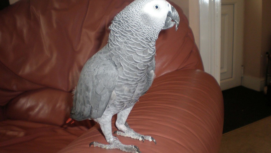 Charlie is an African grey parrot, similar to this one