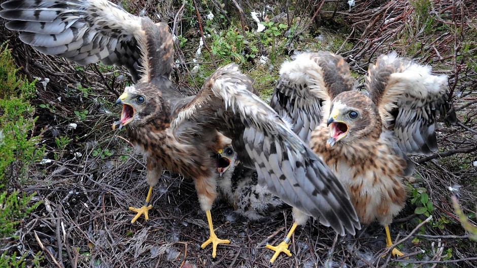 The RSPB has warned that Scotland's hen harrier population is in danger