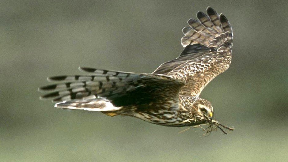 A hen harrier in flight