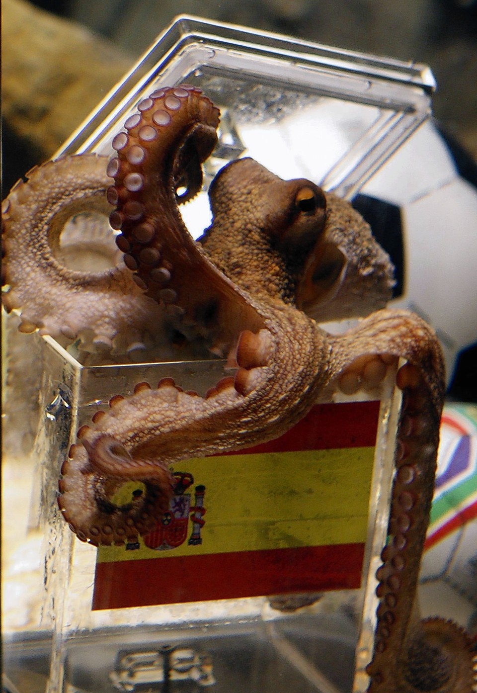 Paul the octopus got the World Cup winner right in 2010