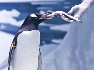 Penguin feeding