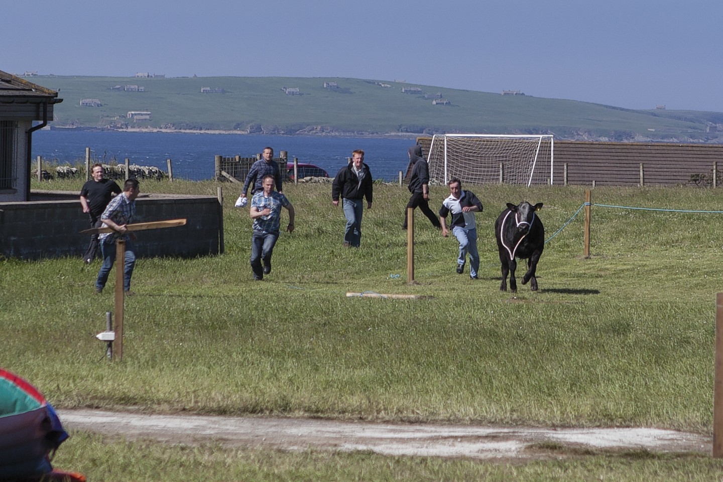 The runaway bull at Canisbay Show in Caithness