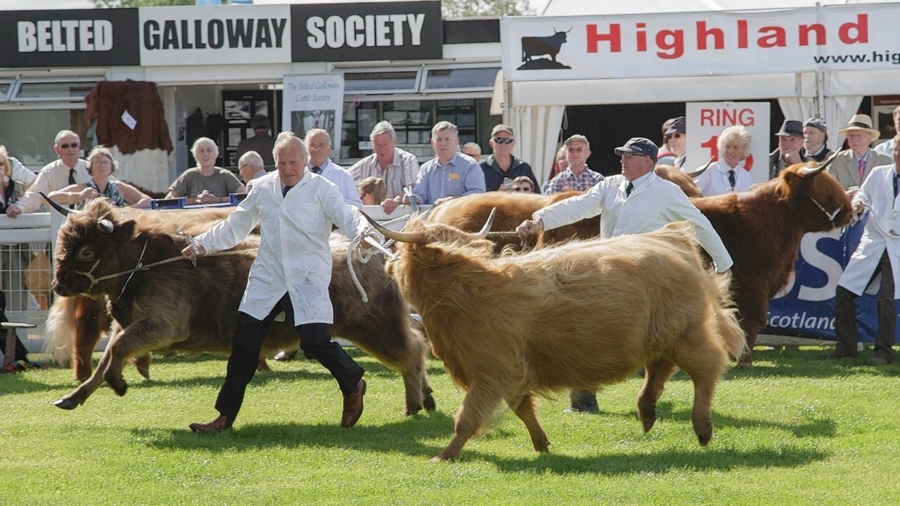 Highland cattle on show