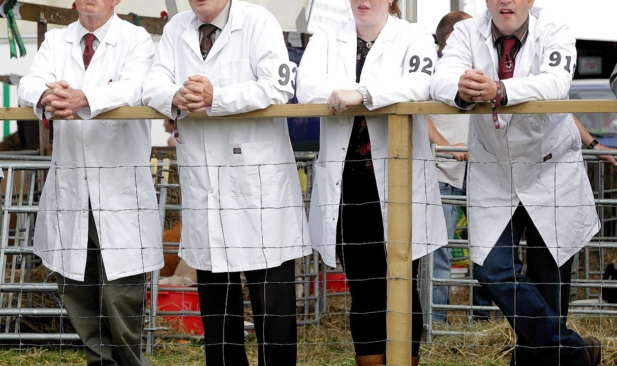 Scrutiny: All eyes on the judging ring