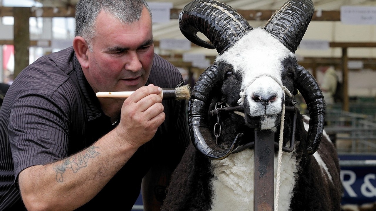 Sheep pampering