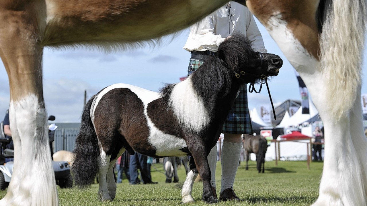 Hundreds of horses and ponies were on show at the Royal Highland