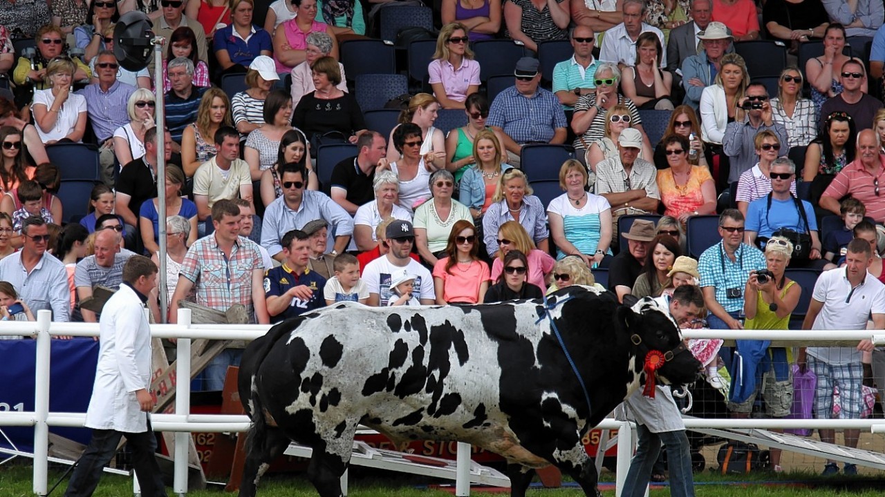 Prize-winning cattle are paraded through the main ring at the Royal Highland Show in Edinburgh.