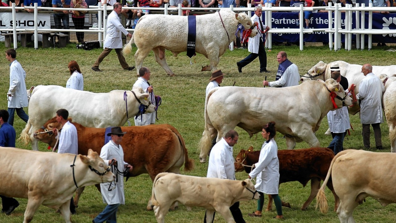 Prize-winning cattle are paraded through the main ring at the Royal Highland Show in Edinburgh.