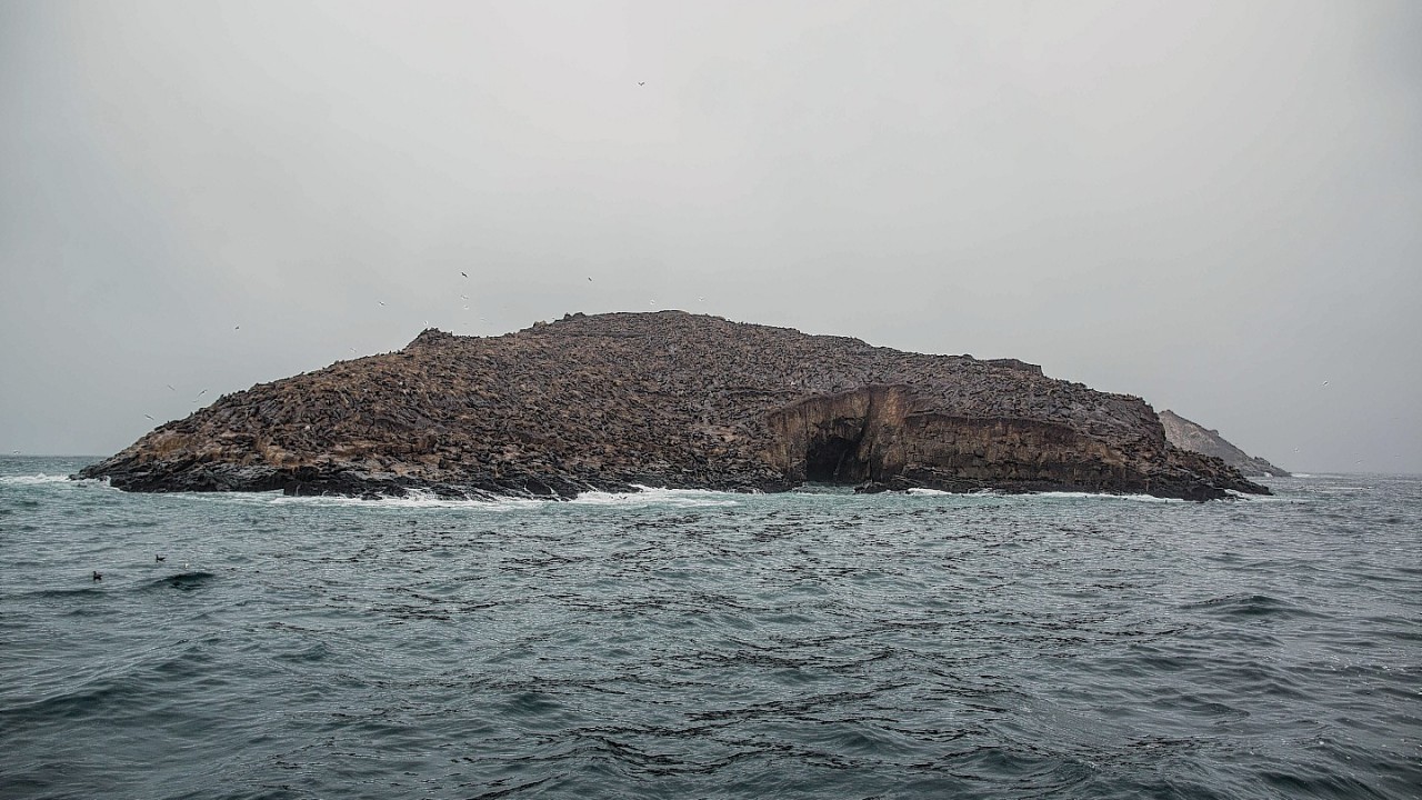 The view from an approaching coast guard boat shows sea lions covering an entire surface of one of the Palomino Islands, home to a young sea lion, nicknamed Ringo, in the Pacific waters off Peru, near the port of El Callao,