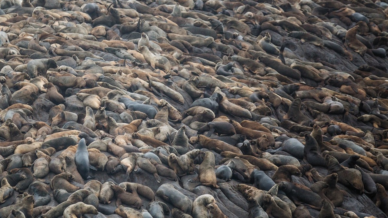 A telephoto view from an approaching coast guard boat shows sea lions covering an entire surface of one of the Palomino Islands, home to a young sea lion, nicknamed Ringo, in the Pacific waters off Peru, near the port of El Callao,