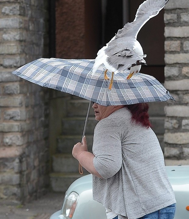Scots residents in a quiet Edinburgh street told how they have to venture out with umbrellas to protect themselves from a daily onslaught of dive-bombing seagulls