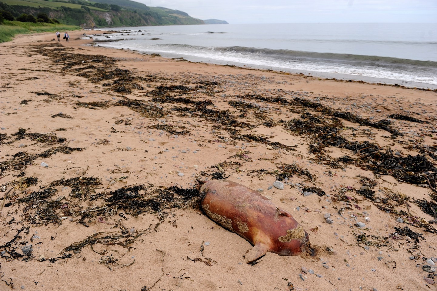 One of the headless seals at  Rosemarkie beach