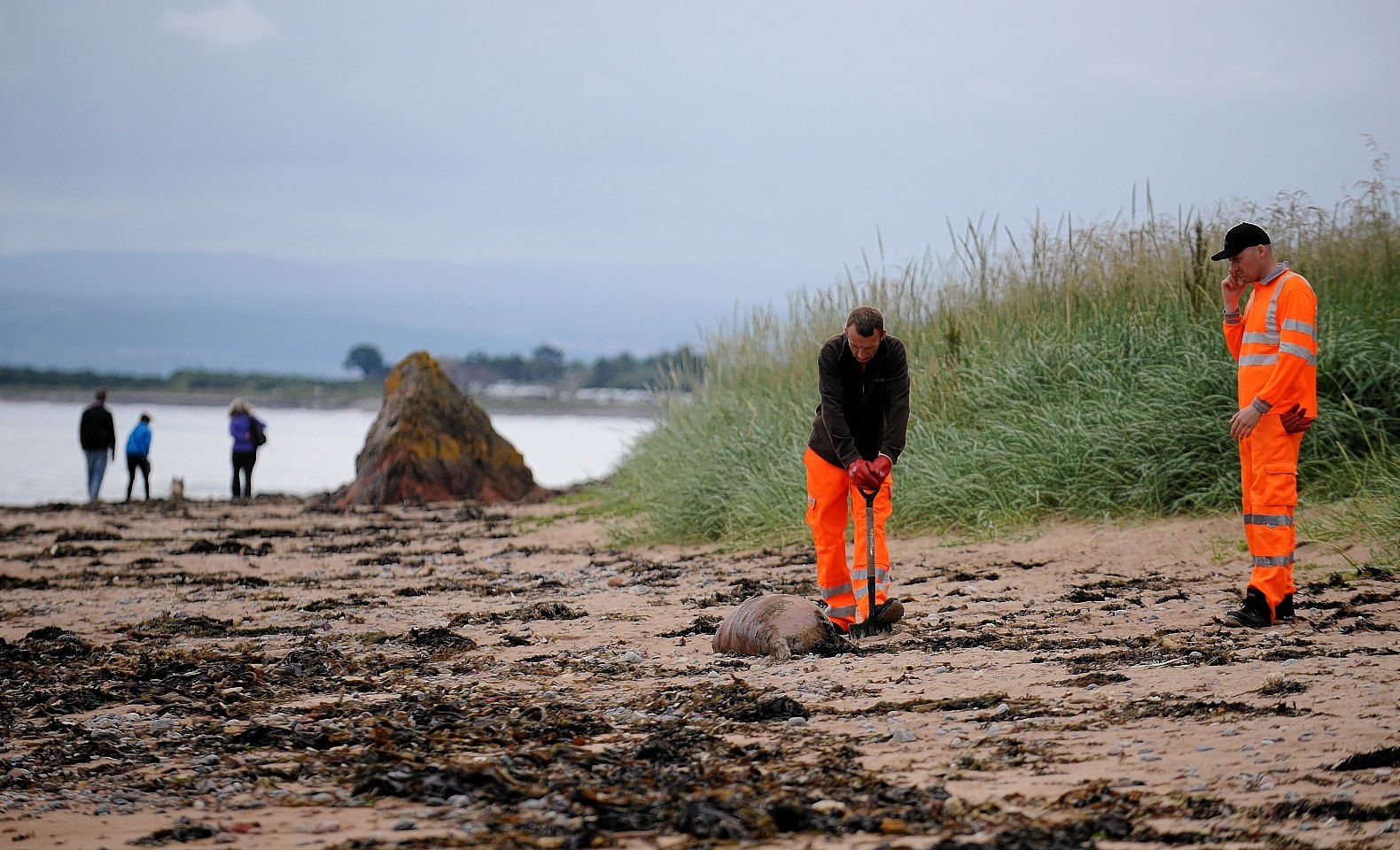 Men clear the headless seal carcusses from Rosemarkie Beach