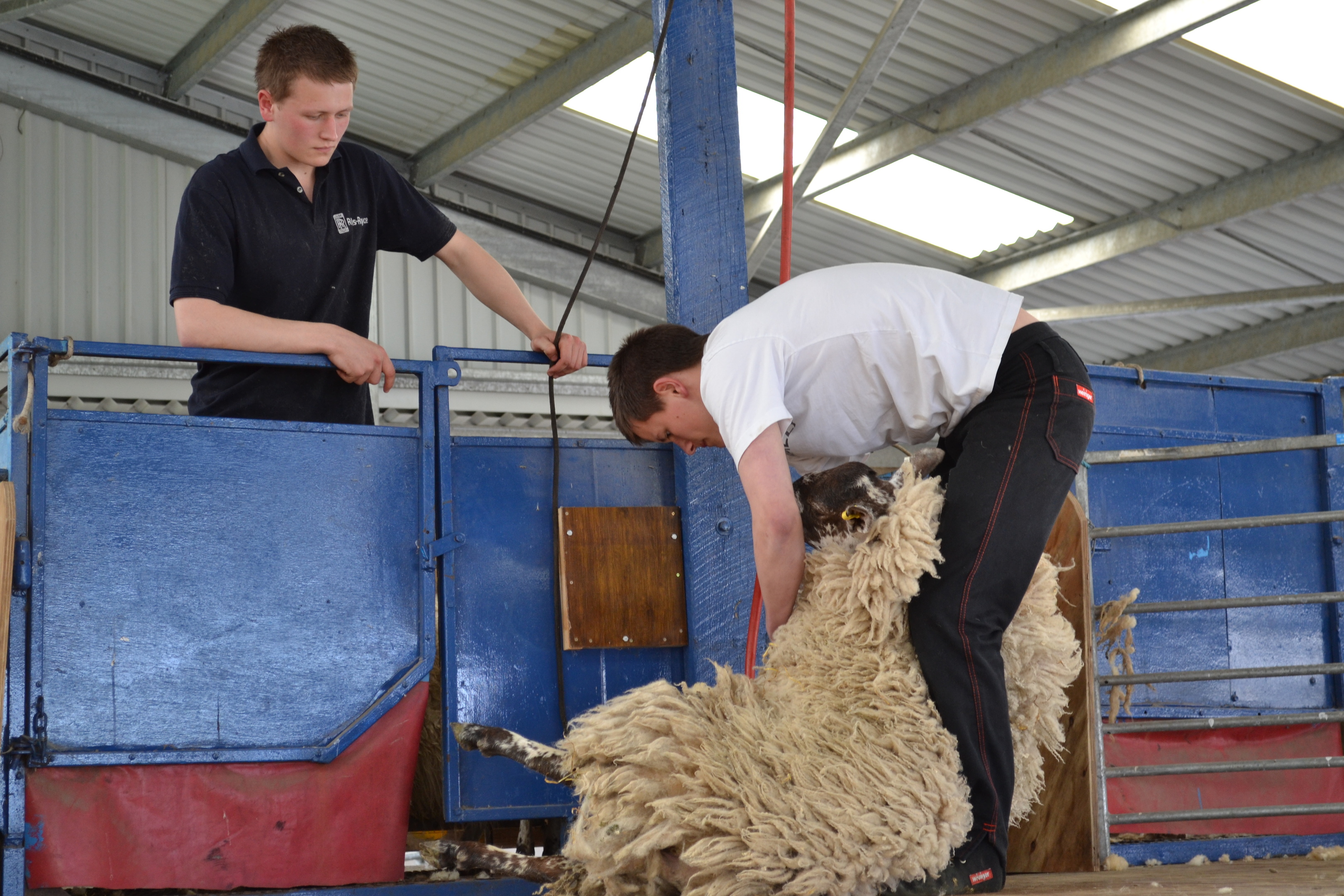 Wool prices are set to be up on last year