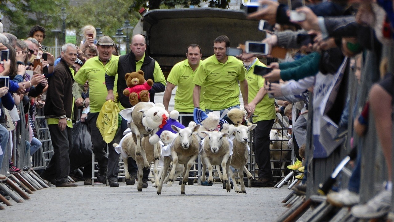 Sheep and their teddy jockies race along Fort William High Street in celebration of  opening of the town's refurbished Cameron Square.