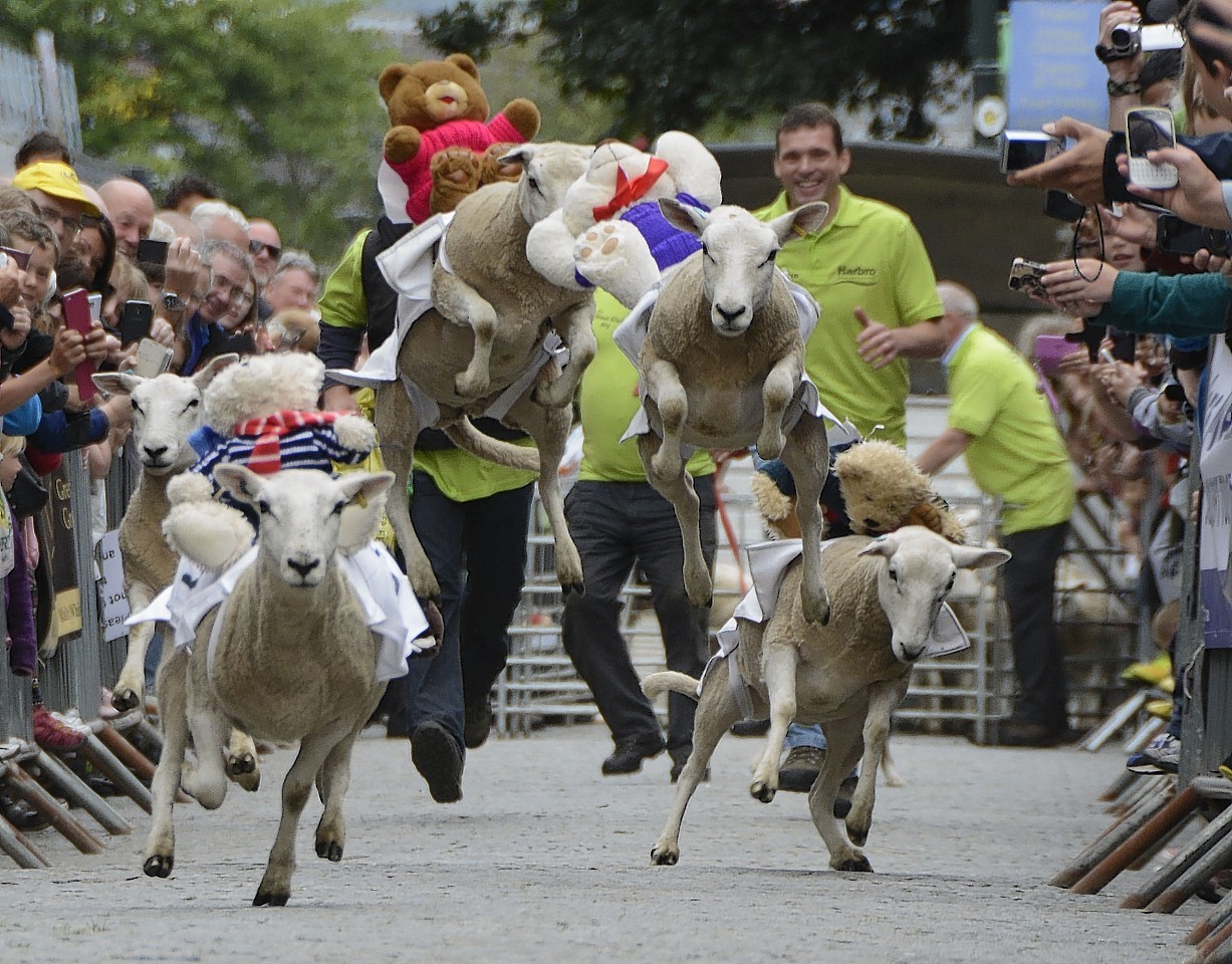Sheep and their teddy jockies race along Fort William High Street in celebration of  opening of the town's refurbished Cameron Square.