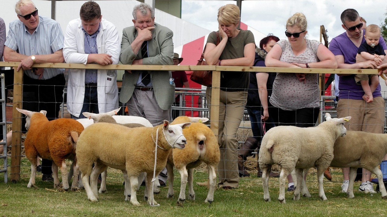 Sheep are shown at this years Royal Highland Show as the doors open to the public on day one of a four-day event, where more than 5000 animals appeared in a showcase of rural Scotland
