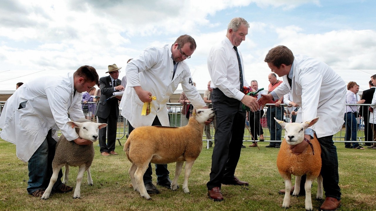 Sheep being shown at this year's Royal Highland Show