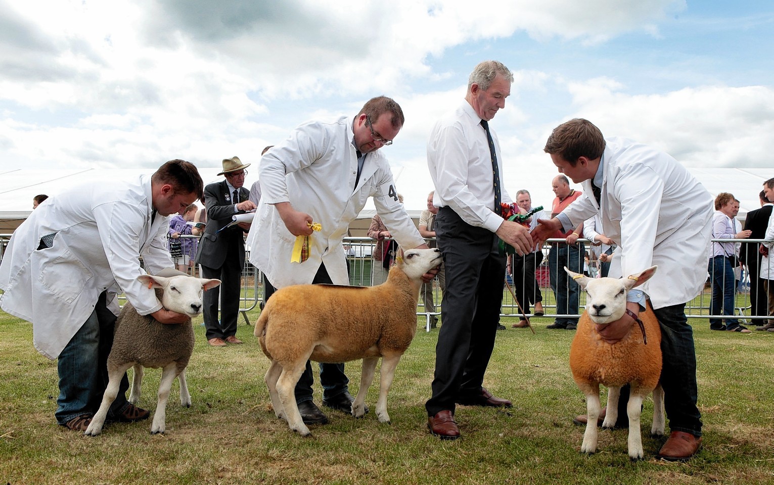 Sheep being shown at this year's Royal Highland Show