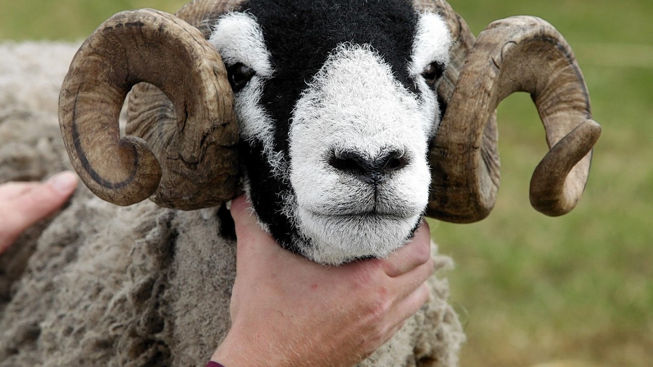 The judging of Swaledale rams on day two of his years Royal Highland Show, a four-day event, where more than 5000 animals will appear in a showcase of rural Scotland.
