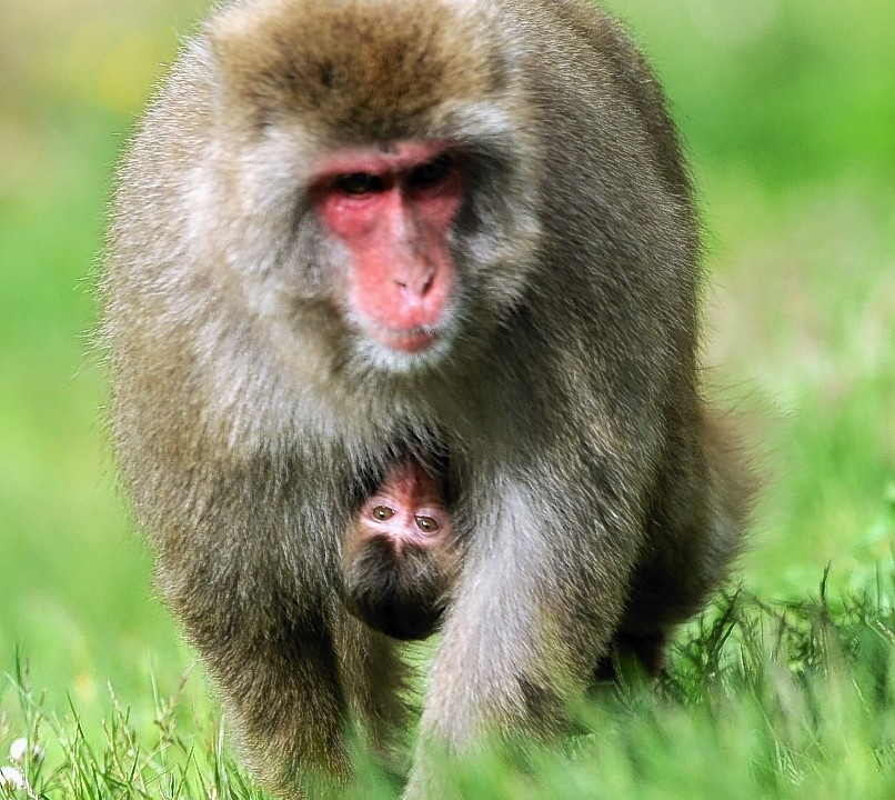 A baby snow monkey and it's mother at Kincraig's Highland Wildlife Park