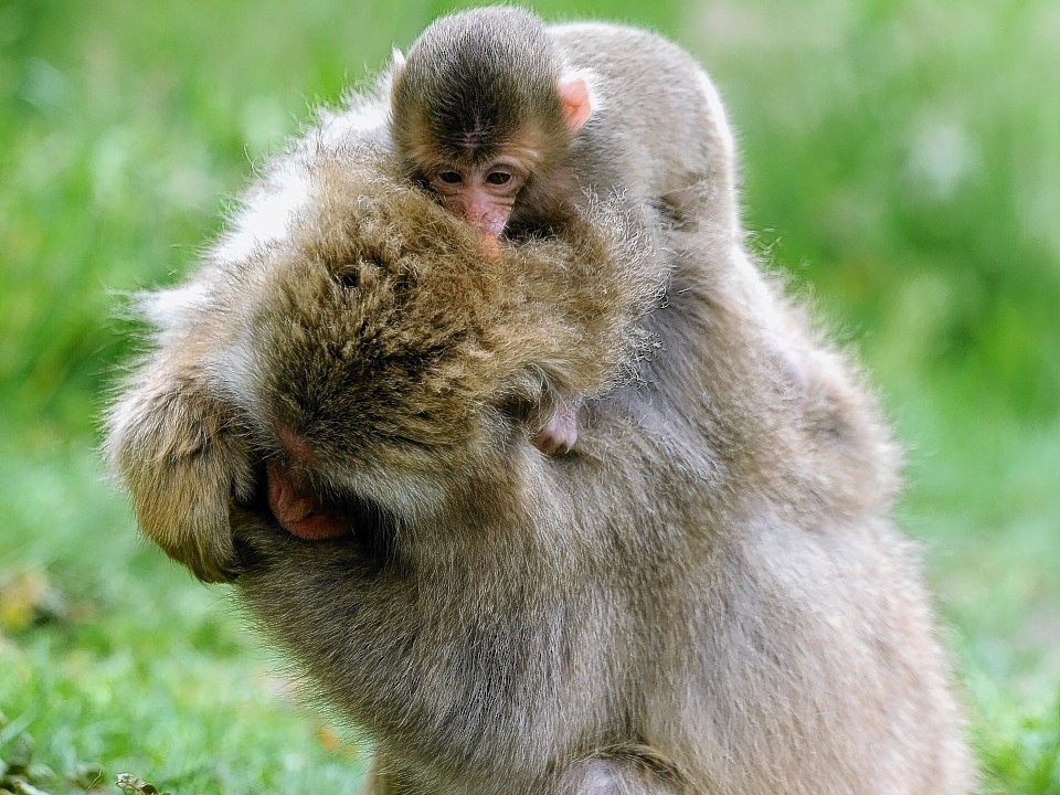 No other non-human primate in the world can survive in the temperatures these animals can