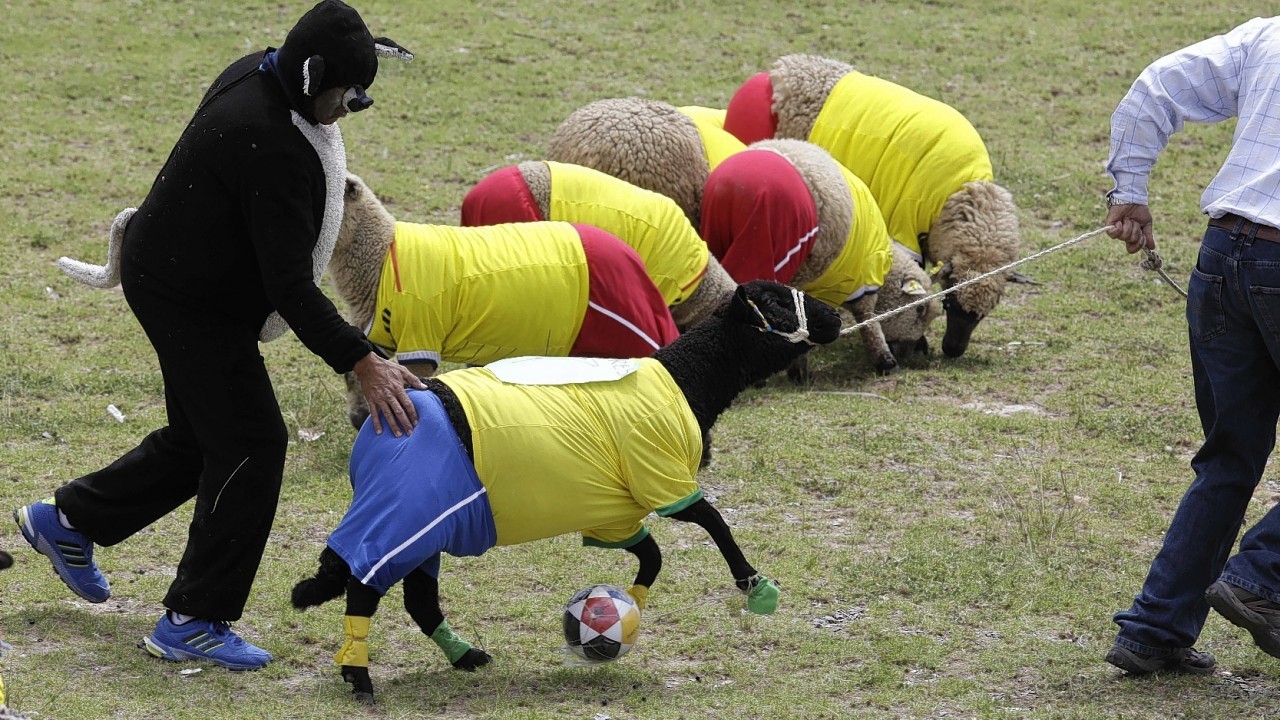 Shepherds herd a sheep dressed in jersey of Brazil's national soccer team, during a soccer sheep match between Brazil and Colombia in Nobsa,