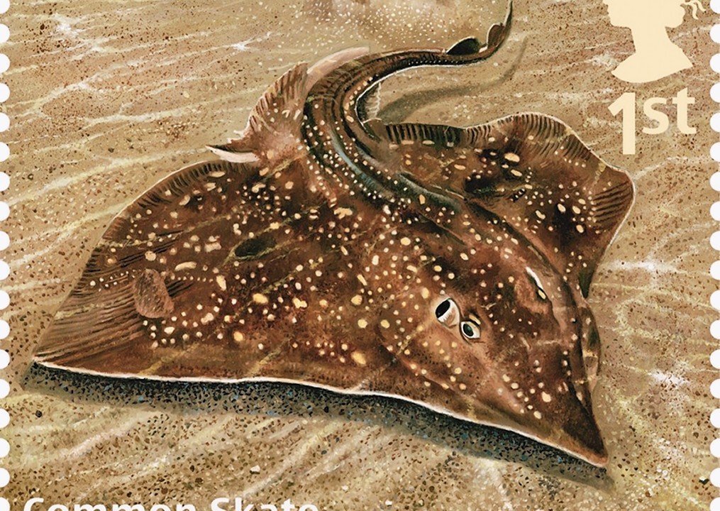 Royal Mail, Sustainable Fish Special Stamp, showing a Common Skate.  The 10-stamp set, launched on World Environment Day are the first ever by Royal Mail to have been produced to help champion a consumer message around an environmental issue - that of sustainable fishing in British waters.