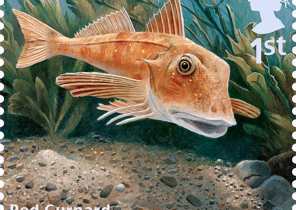 Royal Mail, Sustainable Fish Special Stamp, showing a Red Gurnard.  The 10-stamp set, launched on World Environment Day are the first ever by Royal Mail to have been produced to help champion a consumer message around an environmental issue - that of sustainable fishing in British waters.