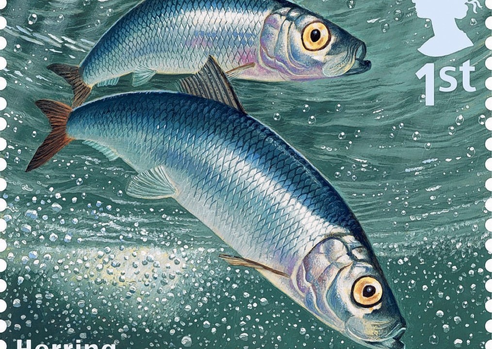 Royal Mail, Sustainable Fish Special Stamp, showing Herring.  The 10-stamp set, launched on World Environment Day are the first ever by Royal Mail to have been produced to help champion a consumer message around an environmental issue - that of sustainable fishing in British waters.