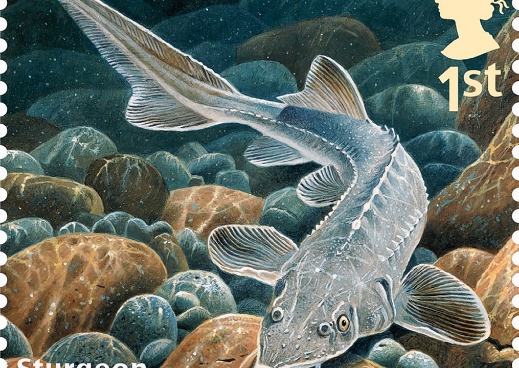 Royal Mail, Sustainable Fish Special Stamp, showing a Sturgeon.  The 10-stamp set, launched on World Environment Day are the first ever by Royal Mail to have been produced to help champion a consumer message around an environmental issue - that of sustainable fishing in British waters.