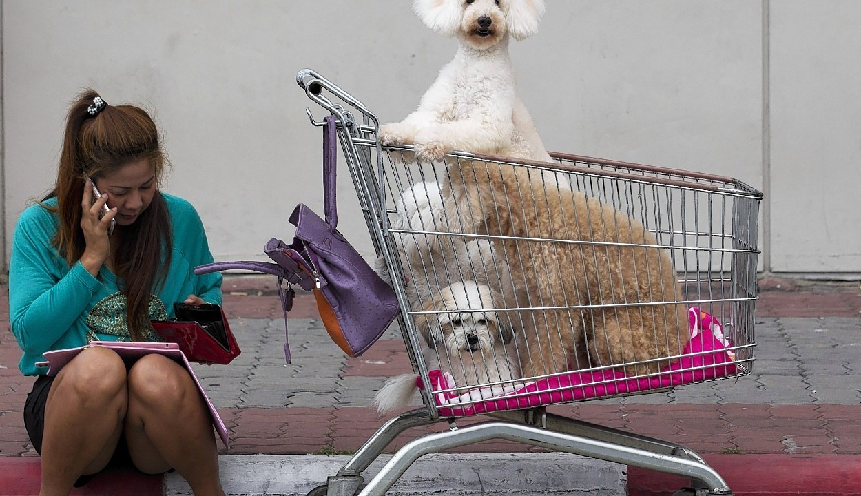 A Thai visitor talks on her phone with her dogs inside a cart outside a venue of Thailand International Dog Show in Bangkok, Thailand