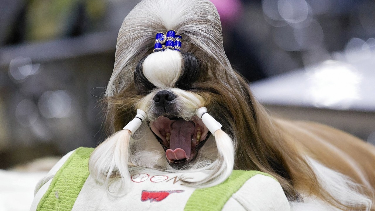 Taitan, a  male Shih Tzu from Thailand, yawns while being groomed during Thailand International Dog Show in Bangkok, Thailand