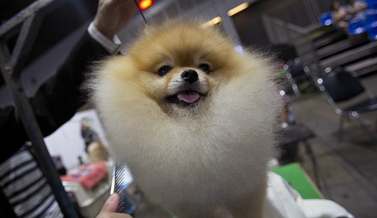 Pepsi, a male Pomeranian from Thailand, is groomed during Thailand International Dog Show in Bangkok, Thailand
