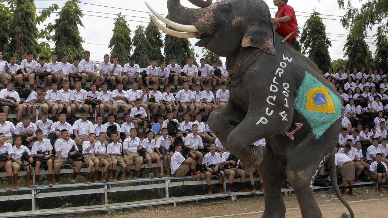 A Thai mahout guides his elephant to entertain school children during the break at a soccer match between men and elephants to celebrate the 2014 FIFA World Cup Brazil organized by Ayutthaya Elephant Camp in Ayutthaya province, central Thailand.