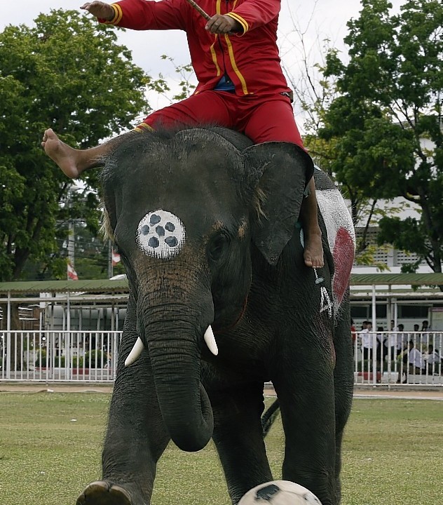A Thai mahout guides his elephant to kick the ball during a soccer match between men and elephants organized by Ayutthaya Elephant Camp to celebrate the World Cup soccer tournament taking place in Brazil, in Ayutthaya province, central Thailand.