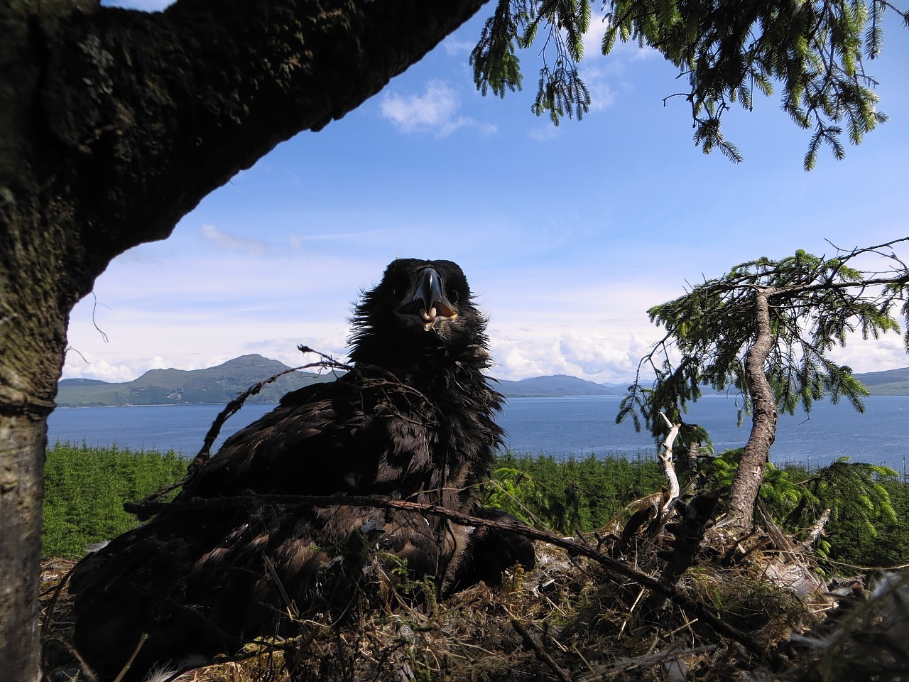 The younger Sea Eagle in it's nest