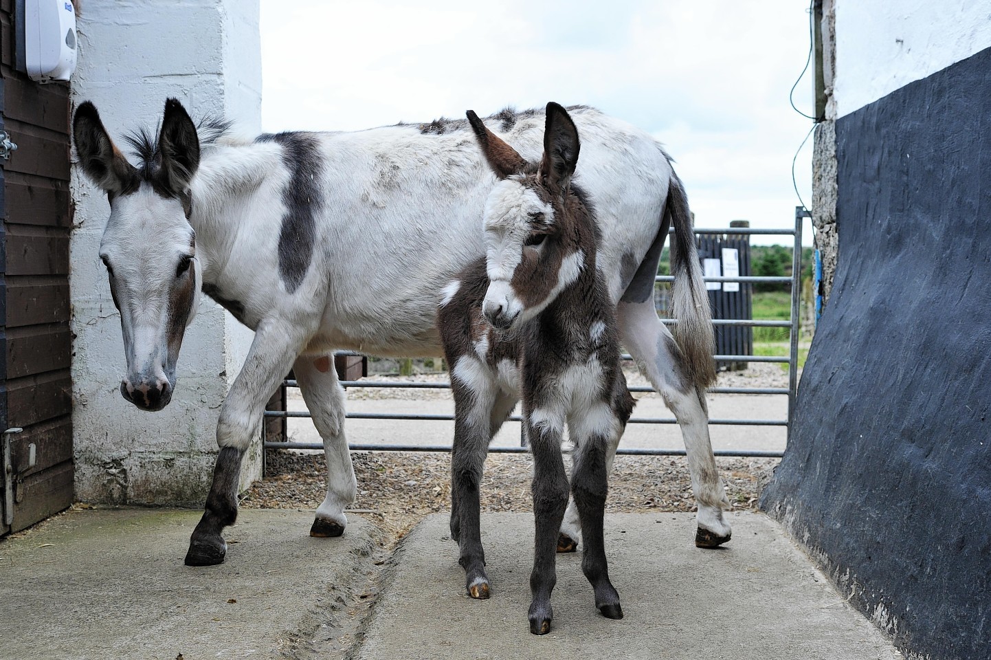 Little Fern the donkey