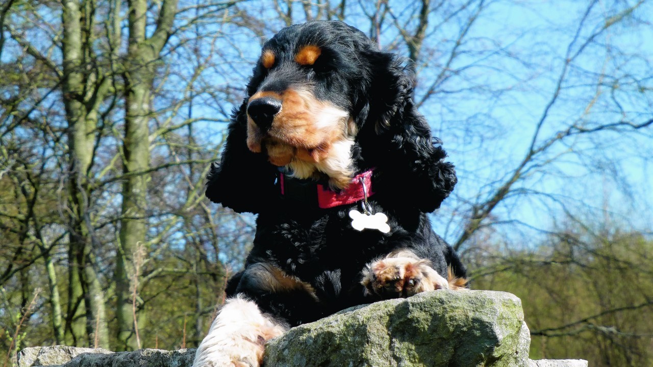 Bailey is a three year old cocker spaniel who lives in Cove with Steve and Louise.