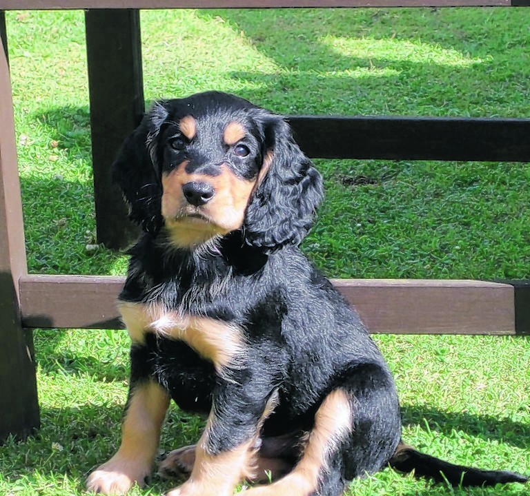 Freddy the cocker spaniel at 10 weeks old who lives in Turriff with Sonia and Cody Fraser.