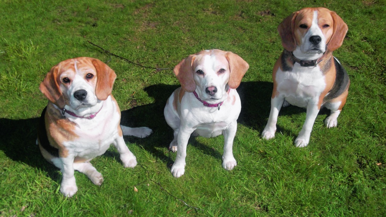 These are beagles Marla, Star and Heidi. They live with Alice and Lucy Fraser in Kintessack, near Forres.