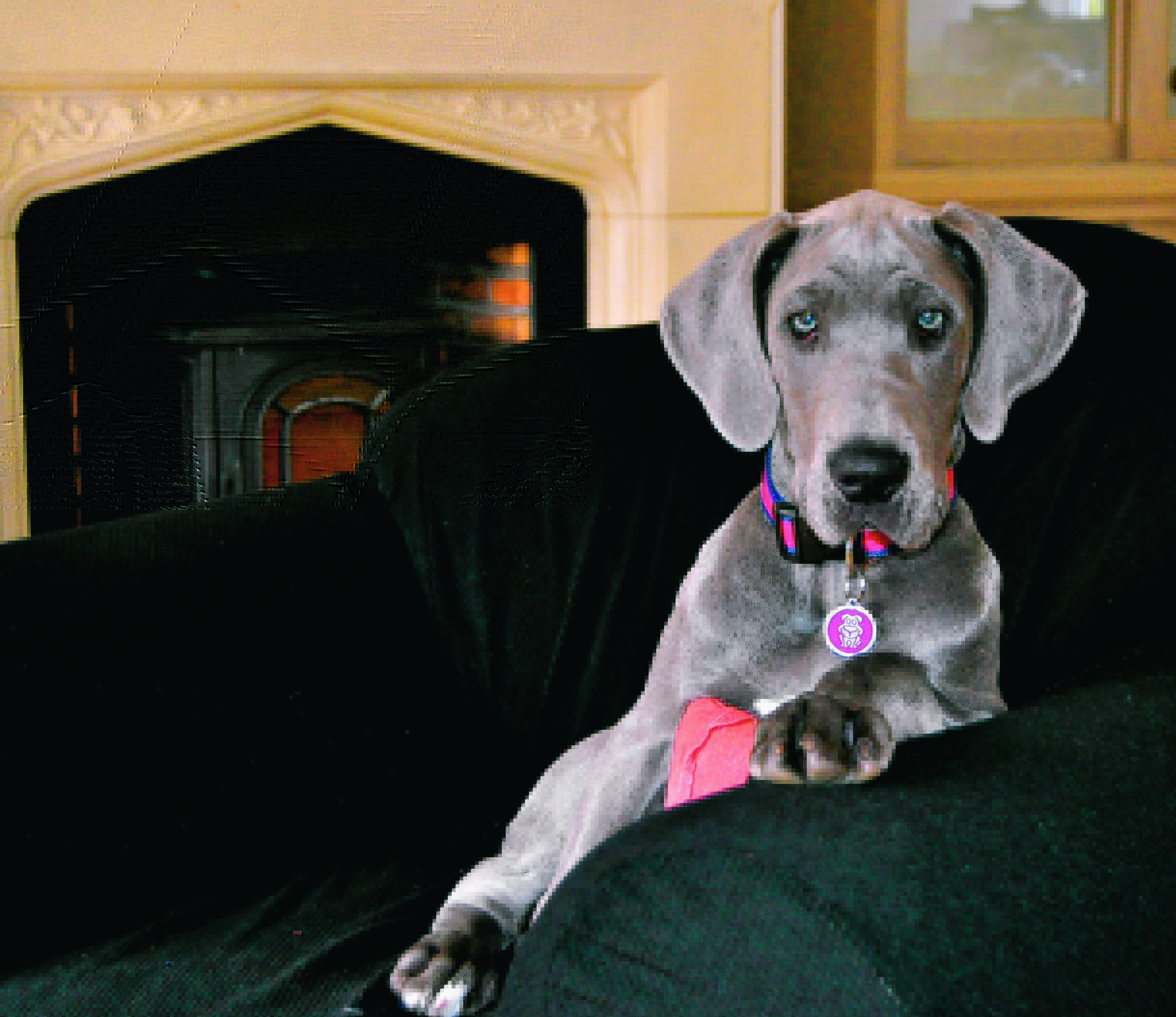 Our winner this week is Mini the great Dane who lives with Keith and Gail Simpson in Stonehaven.