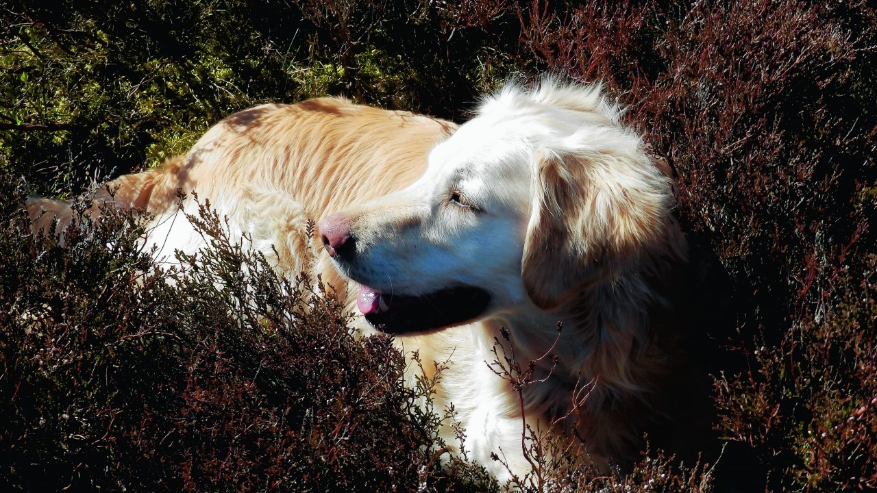 This is Suzie the golden retriever lying among the heather near Edzell, Angus, where she lives with Alistair and Linda Simpson.