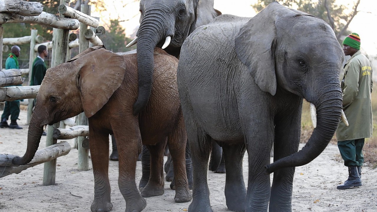 An orphaned elephant calf, right, one of two, is introduced to an adult, left and back, at the Game Rangers International Release Facility at the Kafue National Park in Zambia. The two calves, who's parents were killed by poachers when they were two, are to be integrated with the resident orphan herd and later released into the park.
