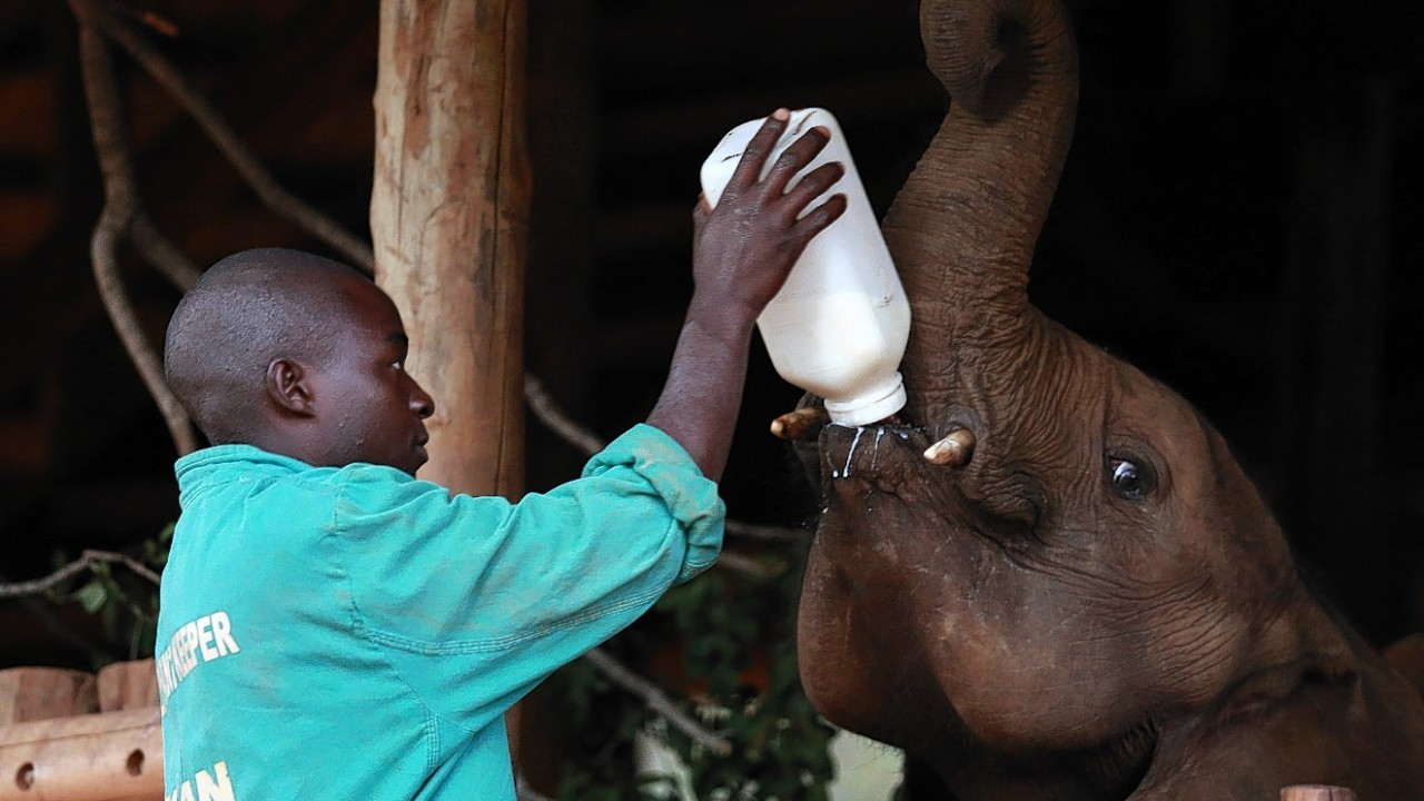 elephant keeper Ivan Katongomala, bottle feeds one of two calves at the Lilayi Elephant Nursery, near Lusaka, Zambia, before being relocated to Kafue National Park, Zambia. The calves, aged between three and four years, were orphaned by poachers who klled their parents, before their second birthdays, will be transported from Lelayi Elephant Nursery to the Game Rangers International Release Facility in Zambia's Kafue National Park where they will be integrated with the resident orphan herd and later released into the park.