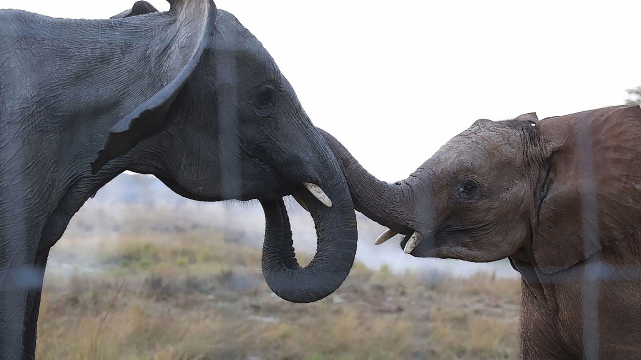 an orphaned elephant calf, right, one of two, is introduced to an adult, left, at the Game Rangers International Release Facility at the Kafue National Park near, Lusaka, Zambia. The two calves, who's parents were killed by poachers when they were two, are to be integrated with the resident orphan herd and later released into the park.