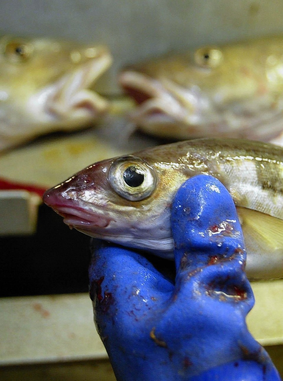 Stocks of key species such as haddock are improving