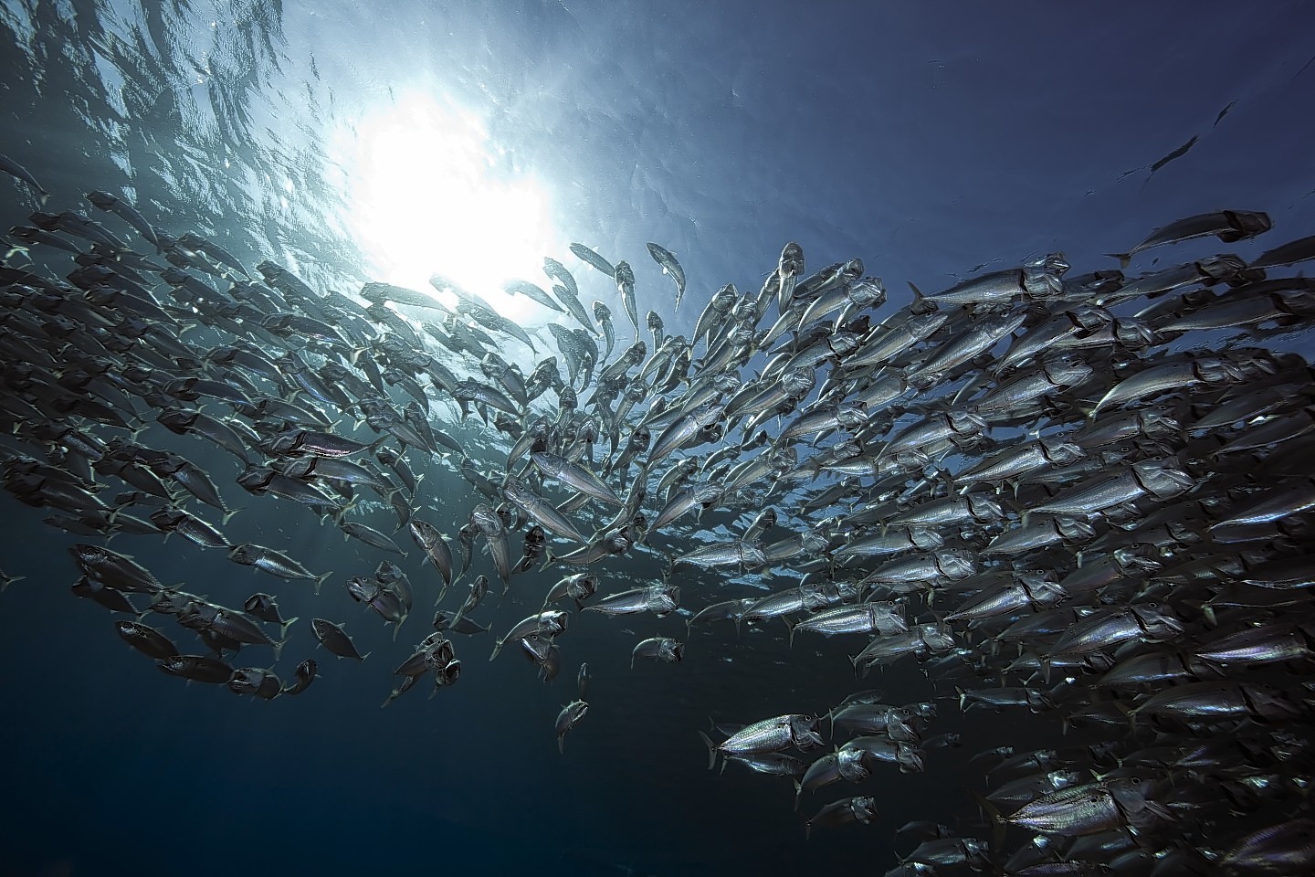 Mackerel Stocks