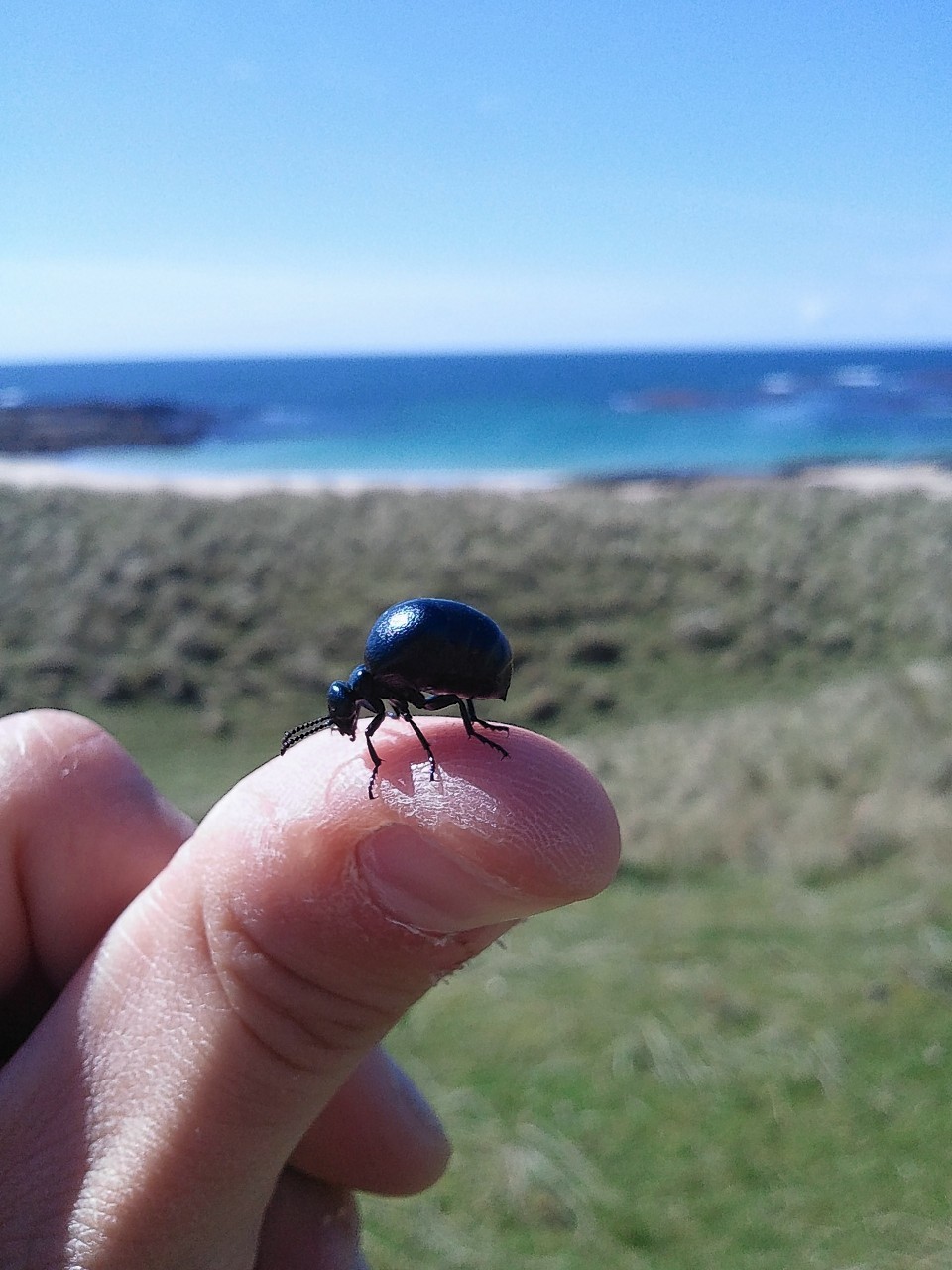 The rare beetle found on Coll