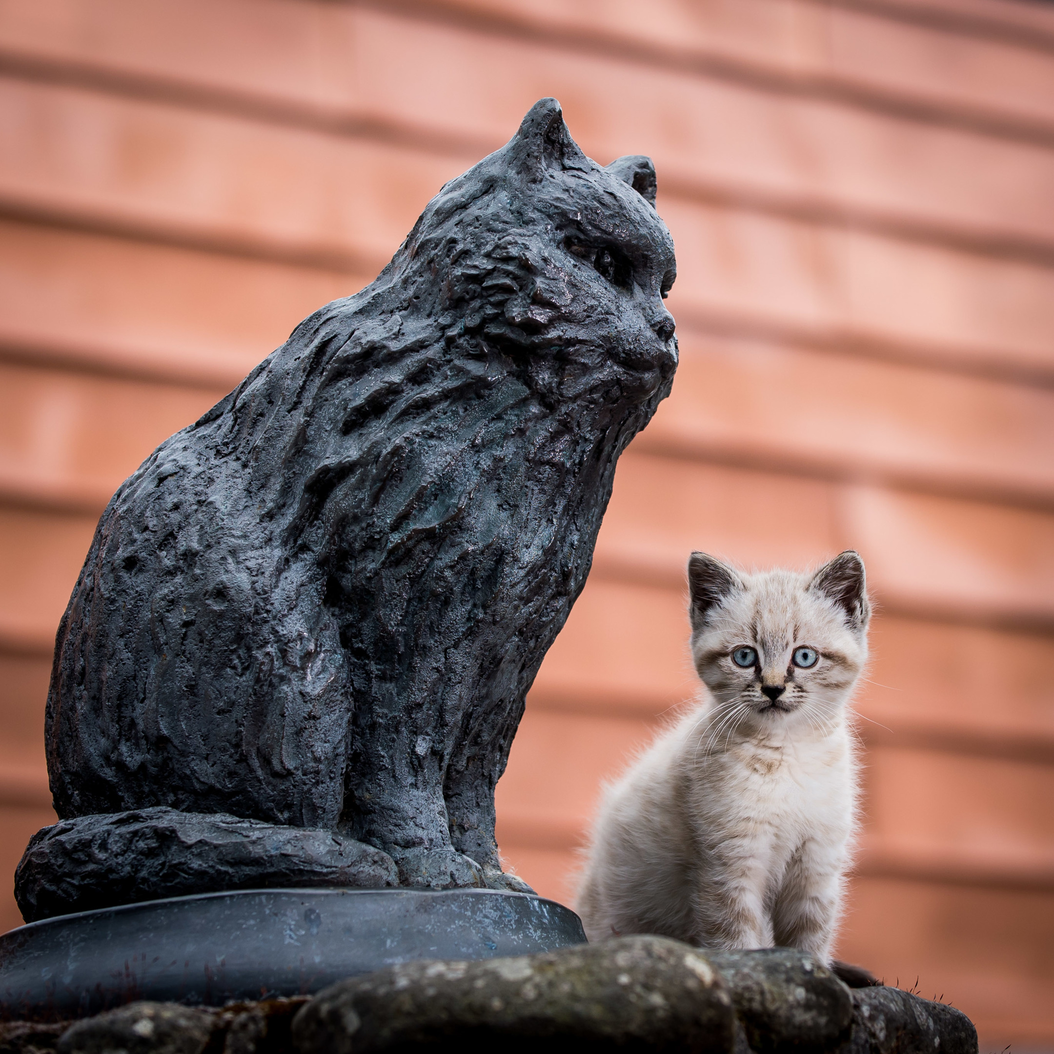 Eight-week old Peat will follow in the footsteps of the distillery's legendary mouser, Towser, who caught 28,899 mice in her 24 years at the distillery